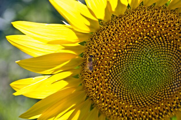 开花阳光下田野里向日葵上蜜蜂的特写镜头有机叶花
