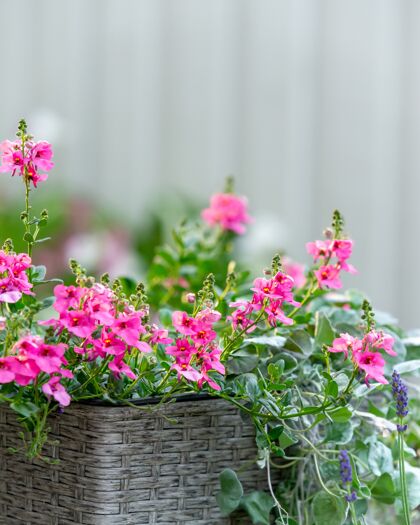 花在一个篮子里垂直拍摄粉红色的仙人掌花充满活力自然叶