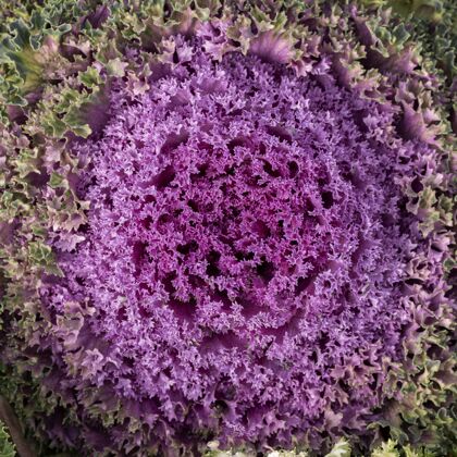 植被顶视图抽象紫花生态自然方形
