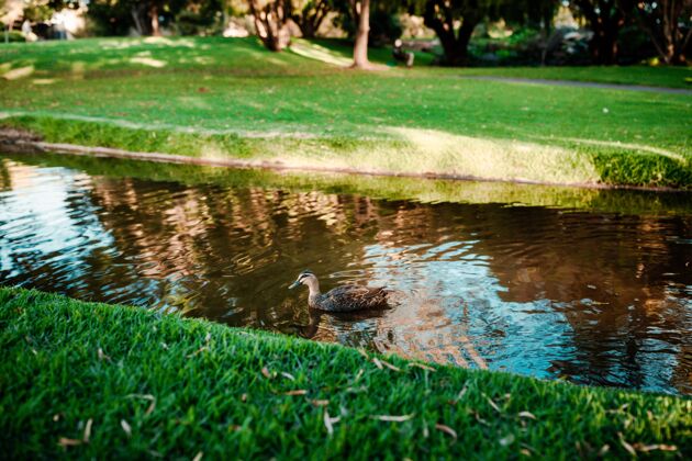 池塘一只可爱的野鸭在河里游泳的美丽镜头田野羽毛河流