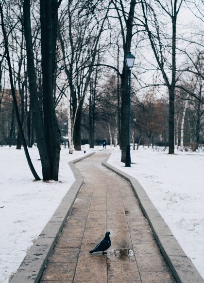 气候一只鸽子站在冬季树木环绕的小路上的垂直镜头自然路径天空