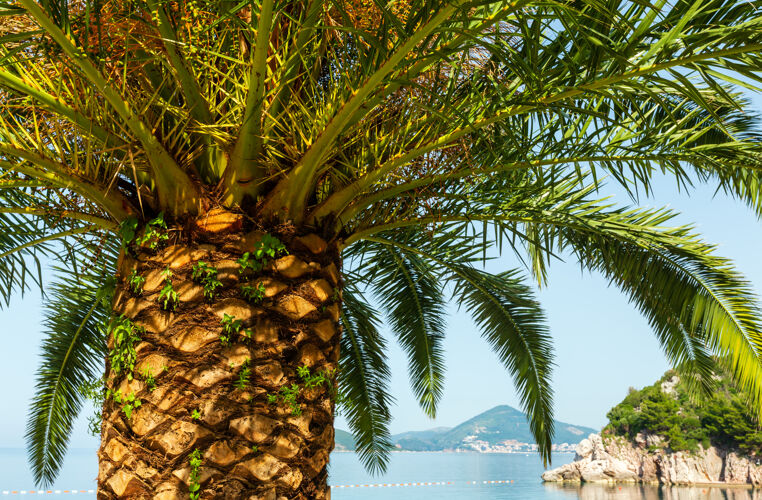 海岸棕榈树顶（特写）在海岸背景（黑山 布达瓦）亚得里亚海海滨黑山