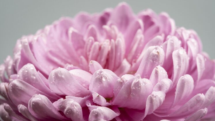 自然盛开的粉红色花朵 花瓣湿润草本季节宏观