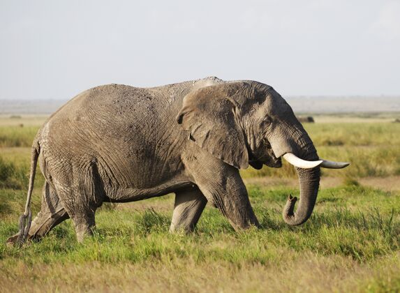 田野在肯尼亚安博塞利国家公园 大象在绿地上行走大象哺乳动物草
