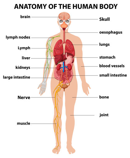 胃人体解剖学信息图解剖学物理关节