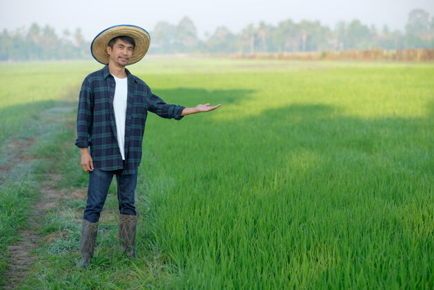 有机戴着男帽的亚洲农民站在绿色稻田里摆姿势衬衫肖像蓝色