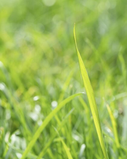 植物把模糊的草叶收起来季节环境花