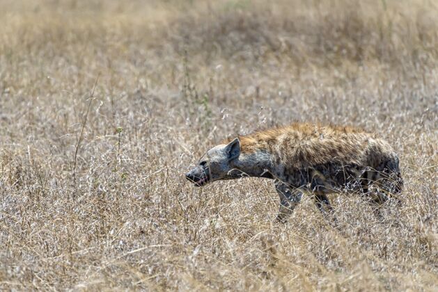 颜色图像美丽的非洲鬣狗在草地上的照片图像摄影跟踪
