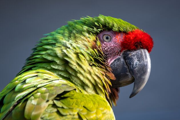 大自然特写镜头的金刚鹦鹉与彩色羽毛的灰色背景羽毛鹦鹉动物
