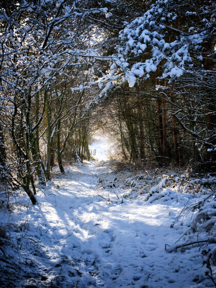 季节公园里的小径被雪覆盖 树木环绕冬天森林雪