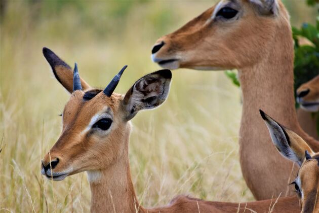 孩子在一片干燥的草地上 一只小鹿靠近它的妈妈 近景拍摄漂亮哺乳动物年轻