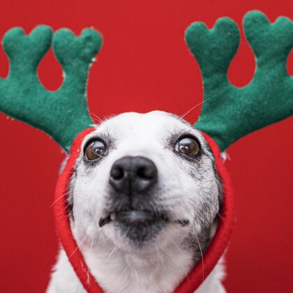风景可爱的圣诞概念狗的正面图可爱家养正面