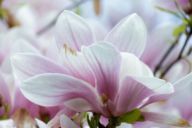 春天树上粉红色木兰花的特写镜头开花公园生长