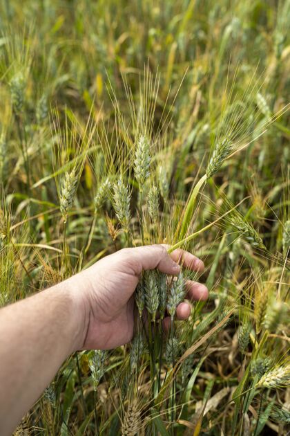 绿色西班牙 加的斯 阳光下一个人拿着麦子在地里的垂直镜头生长谷物阳光