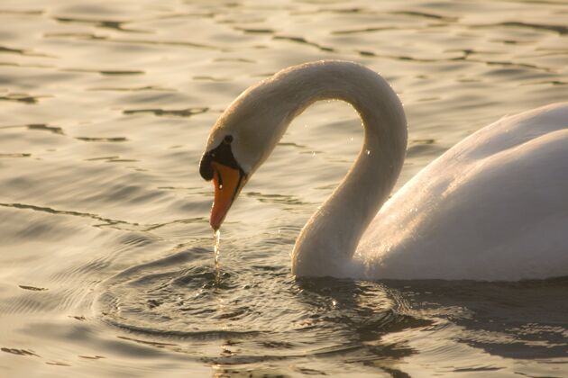 河流一只优雅的天鹅在阳光下在湖中游泳的惊险镜头动物头部天鹅