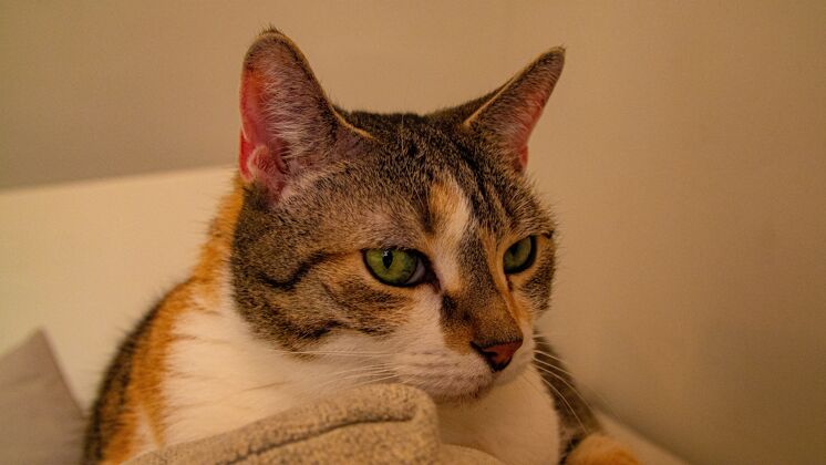 宠物一只绿眼睛猫躺在沙发上的特写镜头哺乳动物毛茸茸的猫