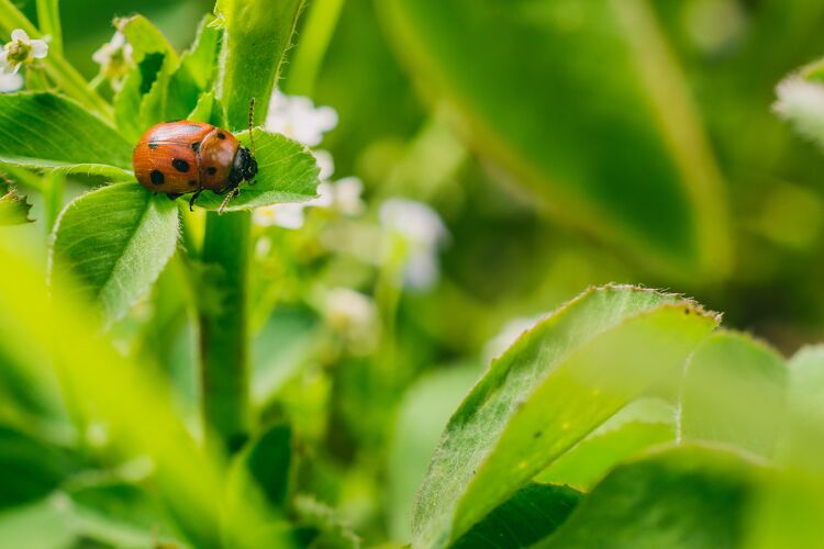 自然在阳光明媚的一天拍摄到的一张选择性聚焦的瓢虫甲虫在田野里的叶子上的照片生态可爱虫子