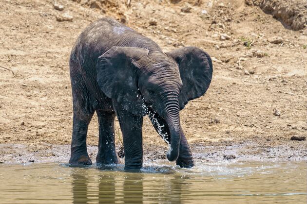 场景一只大象在白天喝水和玩湖水的特写镜头湖泊环境象牙