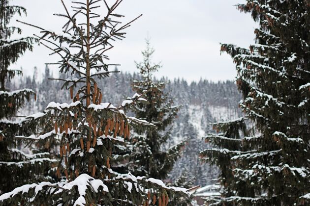 寒冷冬天森林里的树被雪覆盖了冷杉公园装饰
