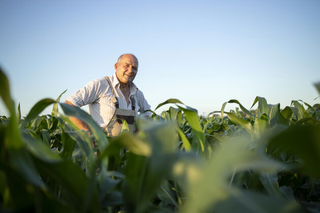 农业在玉米地里辛勤耕耘的高级农艺师在收割前检查庄稼的画像农艺师玉米肖像