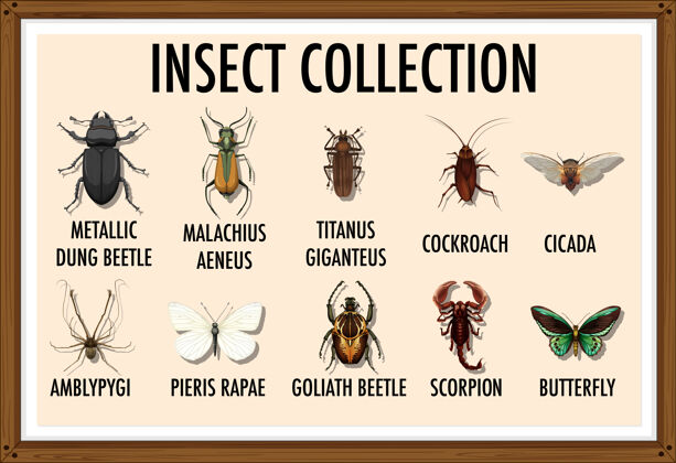 昆虫昆虫收藏昆虫学目录昆虫金属昆虫学