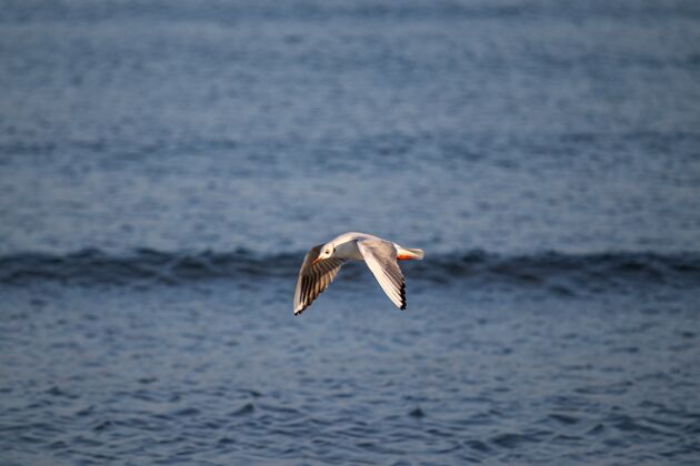 天空大海鸥白天在海面上飞翔海滩海鸥海洋