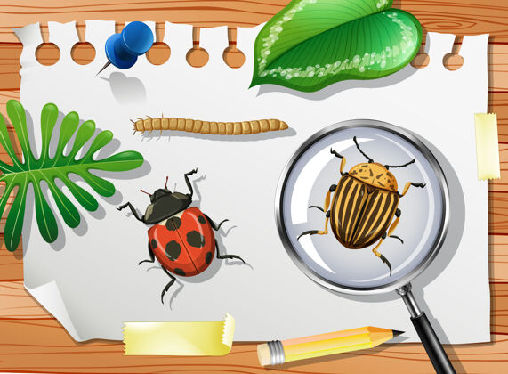 叶子瓢虫与科罗拉多马铃薯甲虫和放大镜在桌上特写纸剪贴画艺术