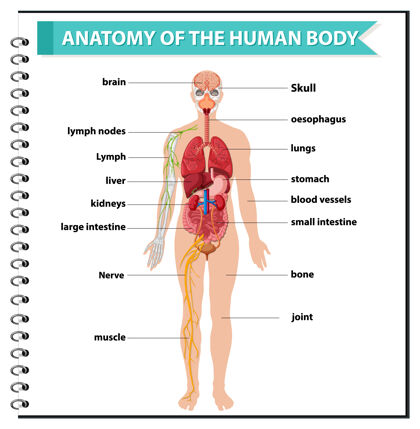 解剖学人体解剖学信息图器官肌肉年轻