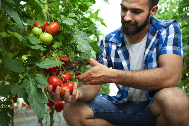 人农民正在采摘新鲜成熟的西红柿蔬菜准备上市销售生产帽子生长