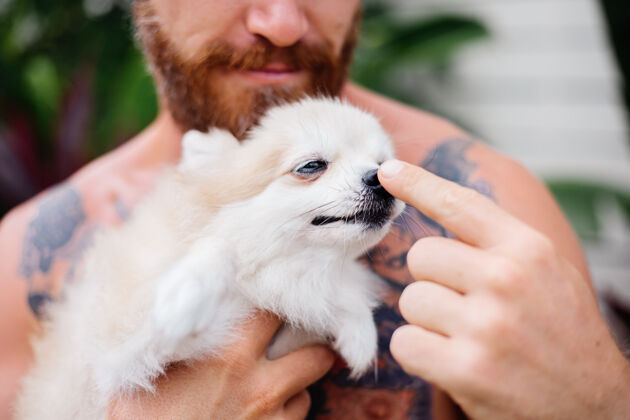 幸福年轻英俊的胡须野蛮的纹身快乐男人抱着波美拉尼亚斯皮茨玩可爱的宠物抚摸舌头在一起