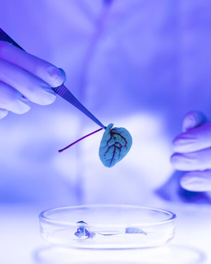 培养皿研究人员在实验室用培养皿和植物实验分析实验室