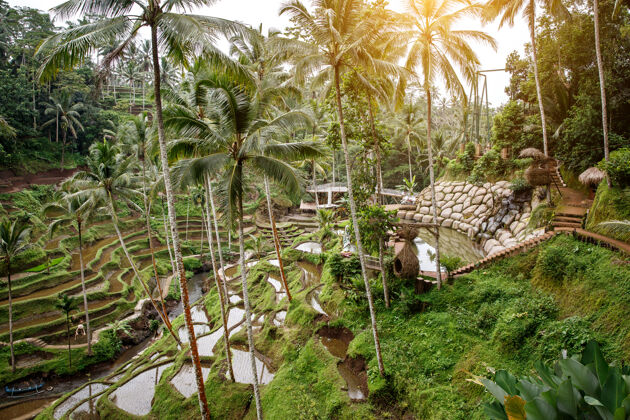 景观巴厘岛著名的水稻梯田贫困露台风景